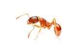 Уничтожение муравьёв в квартире
